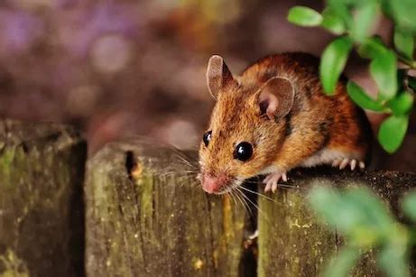 Signs of Mice in the Attic | Senate Termite and Pest Control