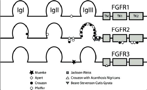 The Position Of Craniosynostosis Syndrome Mutations On FGFR 1 To 3