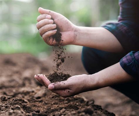 How To Make Soil More Acidic Ways To Amend Your Soil S Ph Homes