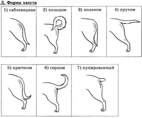 Зачем собаке нужен хвост?