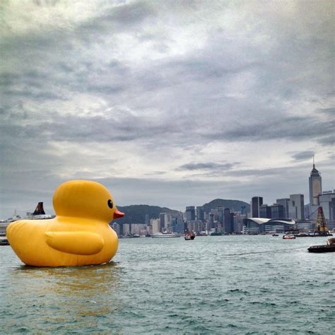 The Goddamn Duck Just Arrived In The Harbour Photo By Edwin Lee