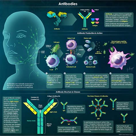 Antibody 101
