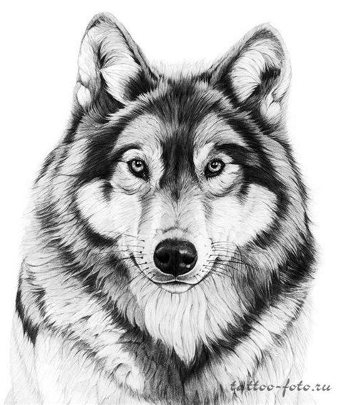 Lobo tatuagem, Tatuagem de cristo, Animais