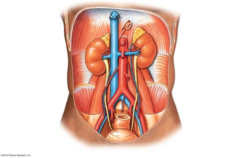 Lab 7 Urinary System Diagram Quizlet