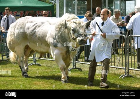 Belgian Blue bull at Burwarton Show in Shropshire Stock Photo: 8391417 ...