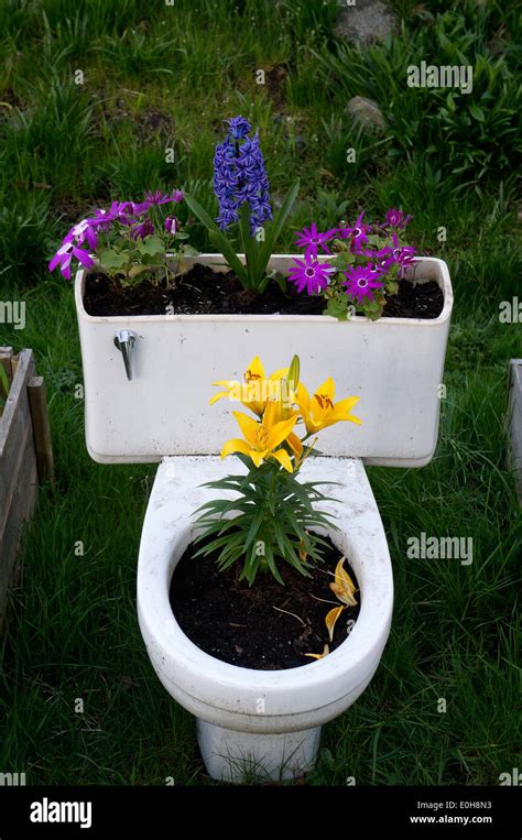 Spring Flowers Growing In An Upcycled Toilet Bowl Flower Planter Stock