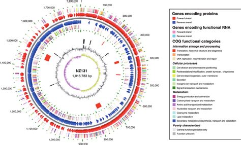 Circular Representation Of The S Pyogenes Strain Nz Genome Outer