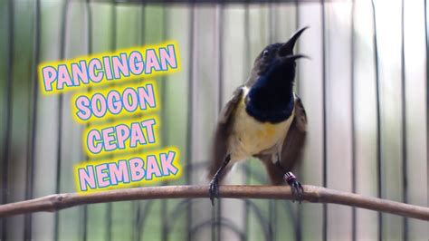 AWASSSS SOGON DISITU LANGSUNG EMOSI NYAUT NEMBAKLANGSUNG GACOR DOR