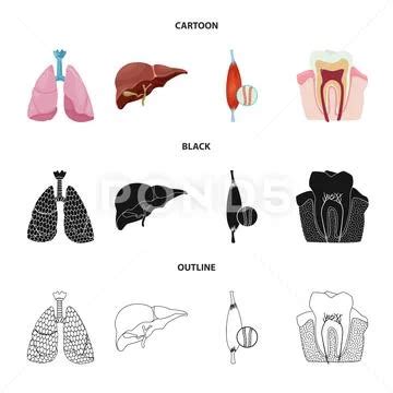 Isolated Object Of Body And Human Symbol Set Of Body And Medical Stock