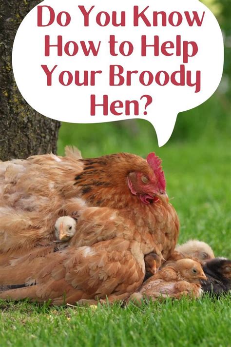 Letting A Broody Hen Hatch Chicks Artofit