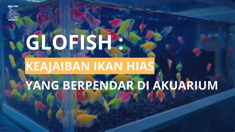 Glofish Ikan Hias Bercahaya Molly Jaya Indonesia