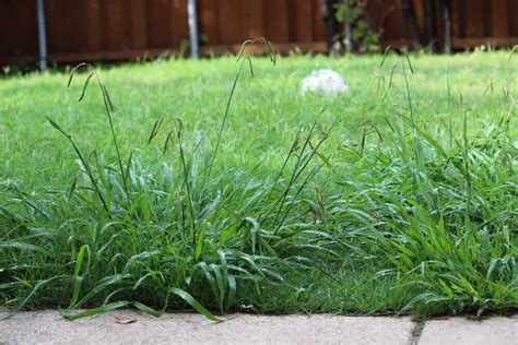 The Best Time To Weed And Feed Your Lawn In Australia