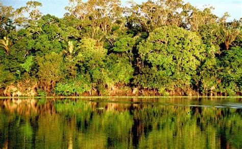 Región Amazónica Características Clima Y Cultura