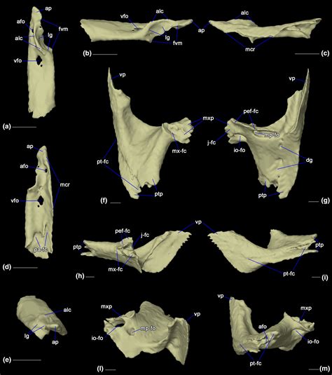 Cranial anatomy of the Galápagos marine iguana Amblyrhynchus cristatus (Squamata: Iguanidae ...