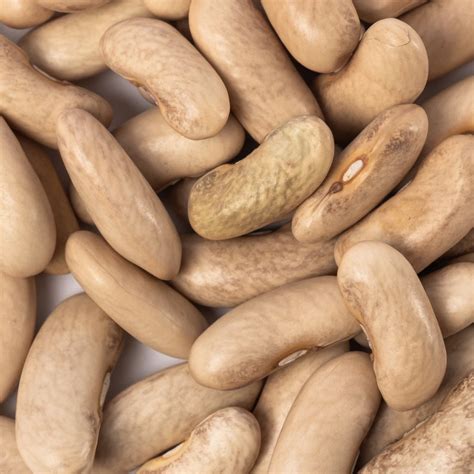 Beans Contender Bush 5g Heirloom Non Gmo Seeds My Patriot Supply