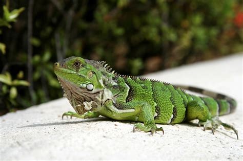 How To Get Rid Of Iguanas Catseye Pest Control