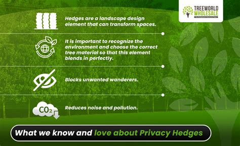 Privacy Hedges: All you need to know! (Part 1) | Treeworld Wholesale