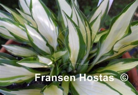 Hosta Teeny Weeny Bikini Fransen Hostas