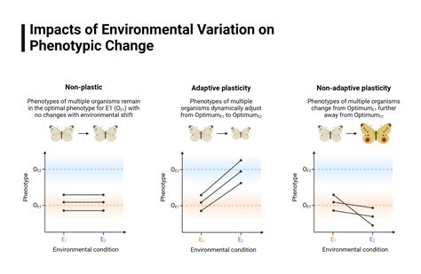 Impacts of Environmental Variation on Phenotypic Change | BioRender ...