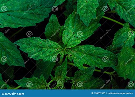 Sesame Leaf Isolated On White Backgroundkorean Green Shiso Perilla