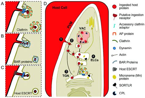 Hypothetical Models For Toxoplasma Gondii Endocytosis And Trafficking Download Scientific