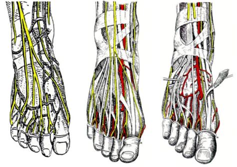 Dorsum Pedis Diagram Quizlet