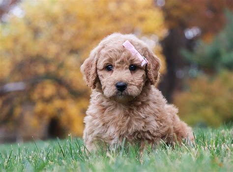 Best Fresno Goldendoodles Available — Crockett Doodles