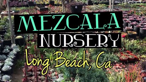 Mezcala Nursery In Long Beach Ca 1 2 19 Youtube