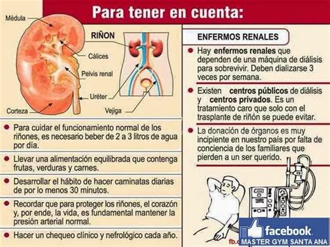 Las Enfermedades Renales Enfermedades Relacionadas Con La FunciÓn De