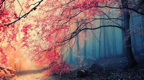 1920x1080 autumn, forest, trees, fog - Coolwallpapers.me!