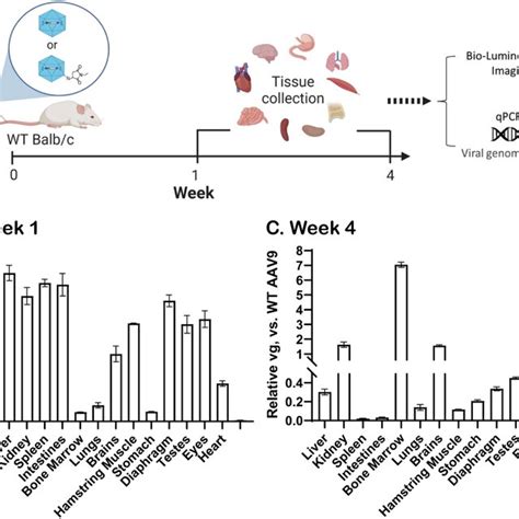 In Vivo Biodistribution Of AAV9 NEM In Vivo Study Design Of AAV9 Vs