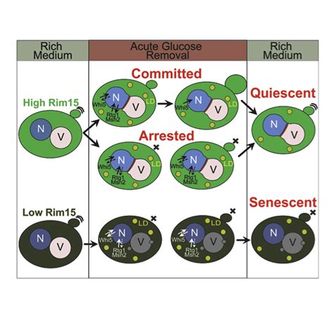 Nutrient Signaling Stress Response And Inter Organelle Communication