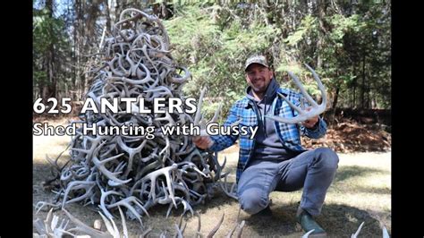 Shed Hunting With Gussy YouTube