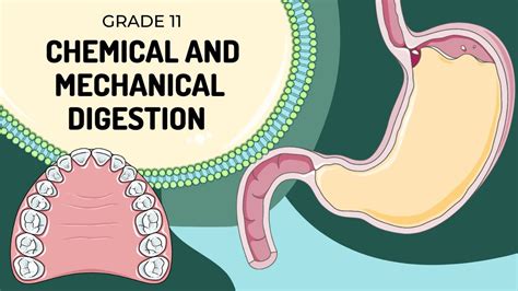 Mechanical Digestion And Chemical Digestion Venn Diagram Dig