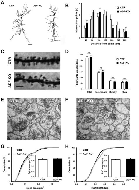 Unaltered Dendritic Spine Density And Morphology In Ca1 Pyramidal Download Scientific Diagram