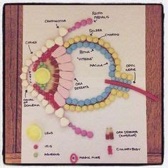 Ideas De Anatom A Del Ojo Anatom A Del Ojo Organos De Los