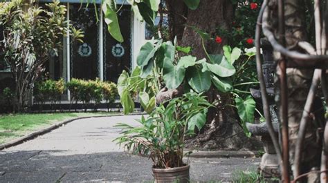 Menurut Feng Shui Tanaman Ini Tak Boleh Ditanam Di Depan Rumah