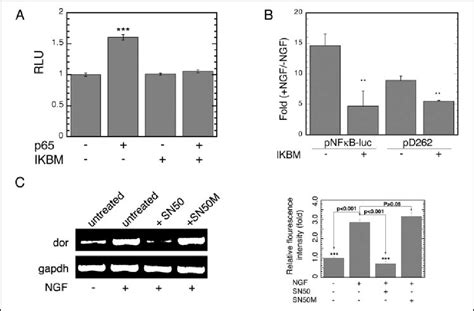 Effects Of IB Mutant S32A S36A NF B P65 And Nuclear Translocation