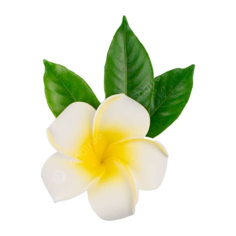 Frangipani Flowers Clipart Transparent Png Hd Frangipani Petal Color