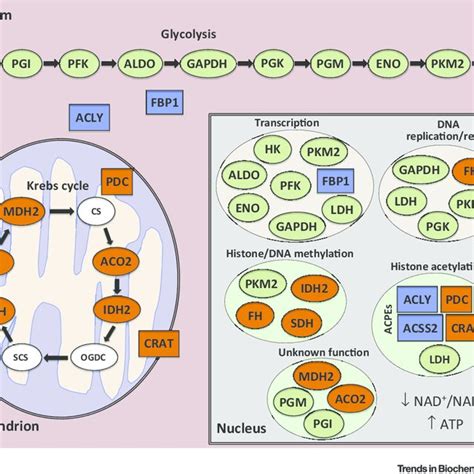 (PDF) Metabolic Enzymes Moonlighting in the Nucleus: Metabolic Regulation of Gene Transcription