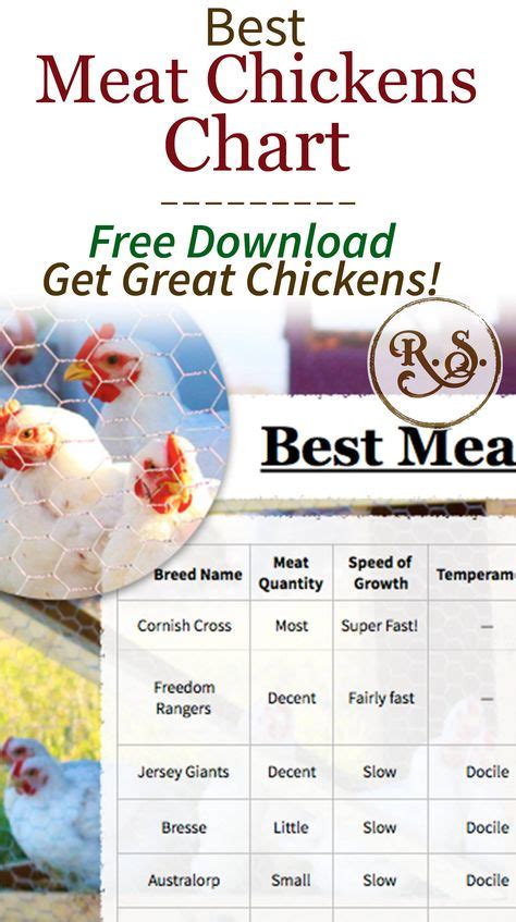 Best Meat Chickens Chart Raising Meat Chickens Meat Chickens Best