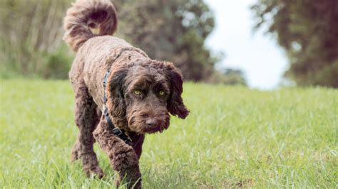 Labradoodle Growth & Weight Chart: Everything You Need to Know | Pawlicy Advisor