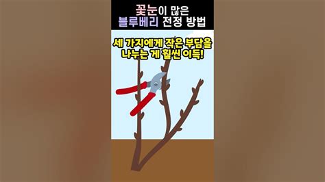 꽃눈이 많은 블루베리 전정 방법 Youtube