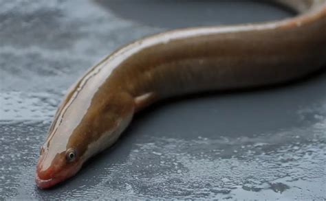 European eel conservation | ZSL