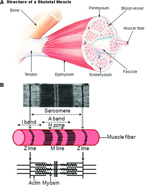 Skeletal Muscle Tissue Engineering Methods To Form Skeletal Myotubes