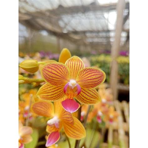 Jual Anggrek Bulan Grade B Kuning Garis Merah Bunga Mini Phalaenopsis