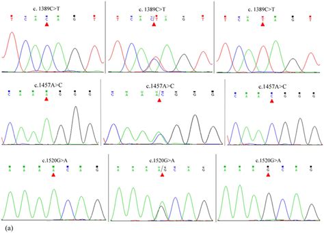 Sequencing Chromatograms Of Different Genotypes At The C1389c T