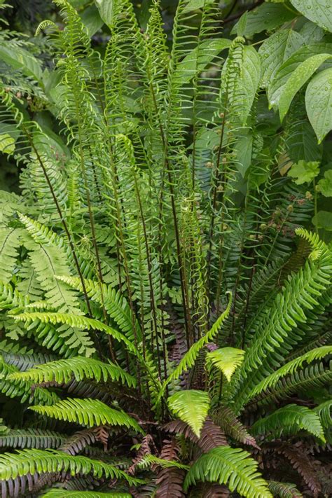 Pacific Northwest Native Plant Profile Deer Fern Blechnum Spicant