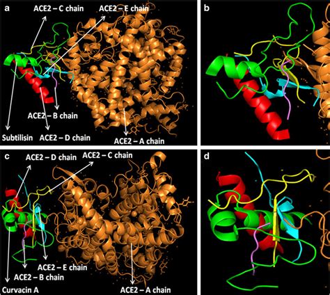 Interaction Analysis Of Subtilisin And Curvacin A Lipopeptides With