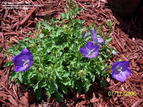 Plantfiles Pictures Campanula Carpathian Bellflower Carpathian